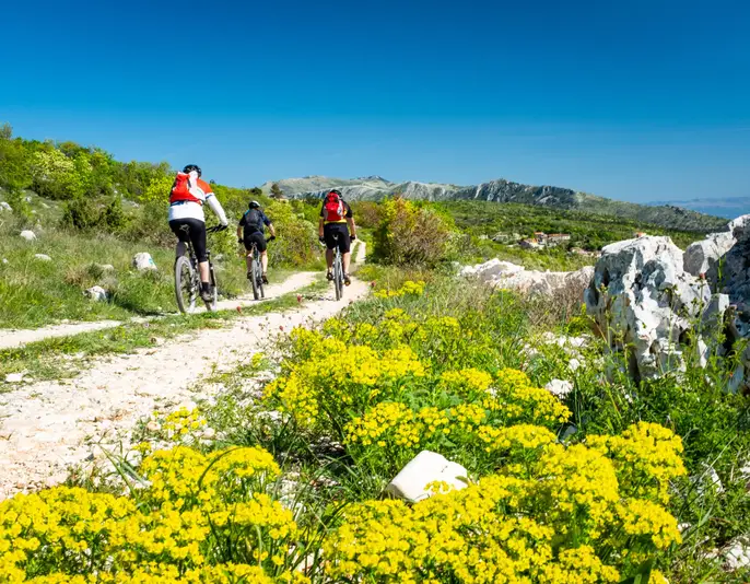 Three mountain biker driving on gravel road in Istria near Rabac to mountain Sisol in Ucka Park in Croatia, Europe with flowers Italian strawflower, Immortelle in foreground